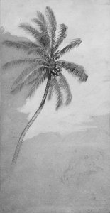 Palm Tree